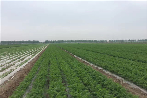 信誉好的网上博彩网站